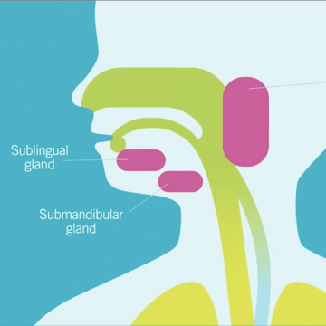 illustration of the inside of someone's nose, throat and airway. Salivary glands are highlighted in pink